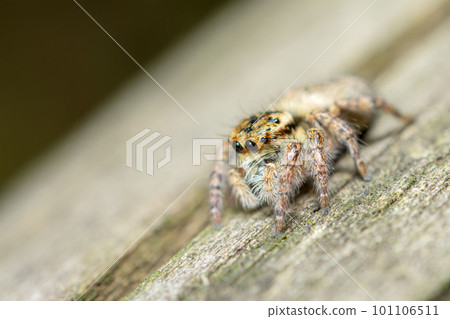 Necohaetri 101106511