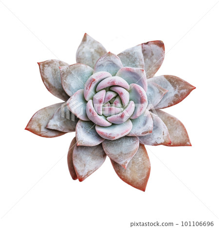 Echeveria Trumso succulent plant on white, top view Echeveria Trumso succulent plant on white, top view 101106696