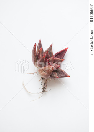 Red succulent with root on white background. Echeveria Shaikh flower rosette, succulent propagation Red succulent with root on white background. Echeveria Shaikh flower rosette, succulent propagation 101106697