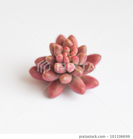 Sedum Rubrotinctum Aurora flower rosette on white. Succulent propagation concept 101106699