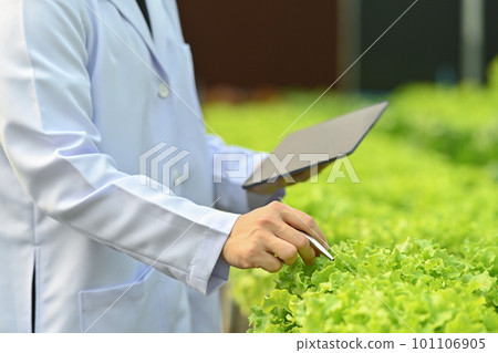 Cropped shot of agricultural scientists observing organic vegetable in greenhouse and analyzing results on digital tablet  101106905