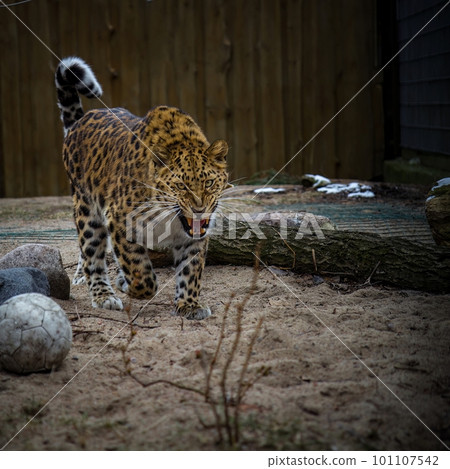 Adult Amur leopard, Panthera pardus orientalis Adult Amur leopard, Panthera pardus orientalis 101107542