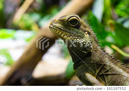 A portrait of a Chinese Water Dragon against a green background A portrait of a Chinese Water Dragon against a green background 101107552