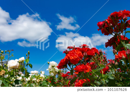Bright red and white roses blooming in the rose garden under the blue sky of early summer Bright red and white roses blooming in the rose garden under the blue sky of early summer 101107626