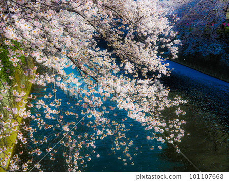 River and cherry blossoms 101107668