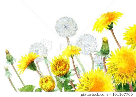 Cluster of analog watercolor dandelion flowers and fluff Cluster of analog watercolor dandelion flowers and fluff 101107760