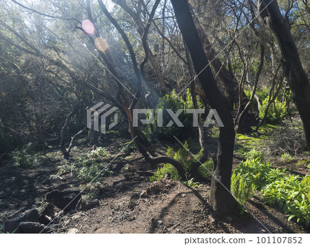 Laurisilva forest with mossy laurel and Erica arborea trees in sunlight. Lense flare. Garajonay National Park, Raso de La Bruma La Gomera, Canary Islands, Spain. Sunny day 101107852