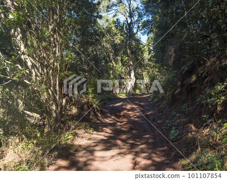 Dirt road path through laurisilva forest with mossy laurel and Erica arborea trees in sunlight. Garajonay National Park, Raso de La Bruma La Gomera, Canary Islands, Spain. Sunny day Dirt road path through laurisilva forest with mossy laurel and Erica arborea trees in sunlight. Garajonay National Park, Raso de La Bruma La Gomera, Canary Islands, Spain. Sunny day 101107854