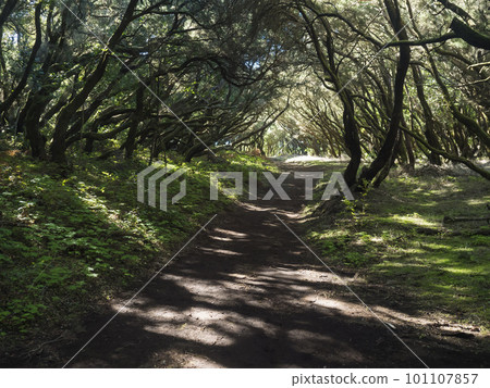 Narrow footpath through laurisilva forest with twisted branches of mossy laurel and Erica arborea trees in sunlight. Garajonay National Park, Raso de La Bruma La Gomera. Canary Islands. Spain. Narrow footpath through laurisilva forest with twisted branches of mossy laurel and Erica arborea trees in sunlight. Garajonay National Park, Raso de La Bruma La Gomera. Canary Islands. Spain. 101107857