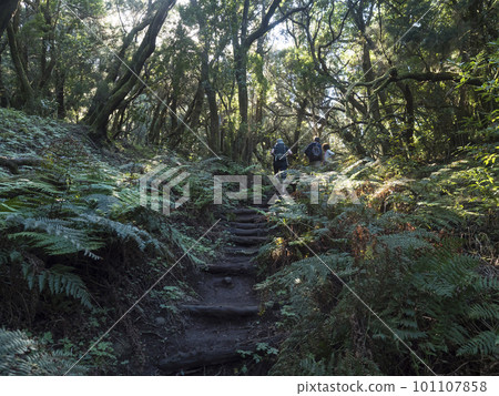 Group of hiker people, tourist at narrow footpath through laurisilva forest with twisted mossy laurel trees and ferns. Garajonay National Park, Raso de La Bruma La Gomera. Canary Islands. Spain. 101107858