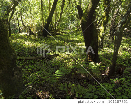 Enlighted laurisilva forest with lush green ferns andmossy trees at the Garajonay National Park, La Gomera, Canary Islands, Spain. Mysterious fairytale magical nature scenery. UNESCO World Heritage Enlighted laurisilva forest with lush green ferns andmossy trees at the Garajonay National Park, La Gomera, Canary Islands, Spain. Mysterious fairytale magical nature scenery. UNESCO World Heritage 101107861