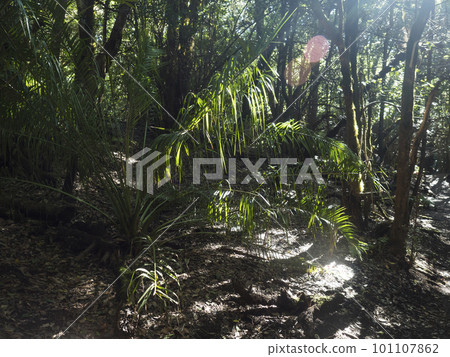 Evergreen laurisilva forest with coconut palm tree at the Garajonay National Park, La Gomera, Canary Islands, Spain. Mysterious fairytale magical nature scenery. lense flare. UNESCO World Heritage 101107862