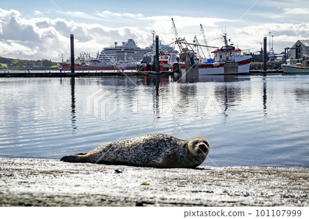 Seal resting on pier in Killybegs, County Donegal, Republic of Ireland Seal resting on pier in Killybegs, County Donegal, Republic of Ireland 101107999