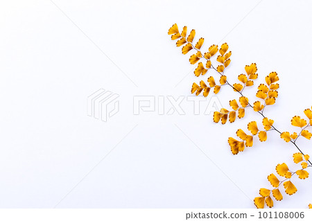 枯萎的鐵線蓮葉子 101108006