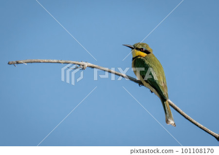 Little bee-eater in profile on sunlit branch 101108170