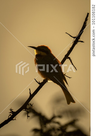 Little bee-eater on branch silhouetted against sky 101108182