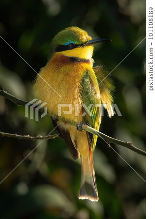 Little bee-eater on branch with fluffy feathers Little bee-eater on branch with fluffy feathers 101108189