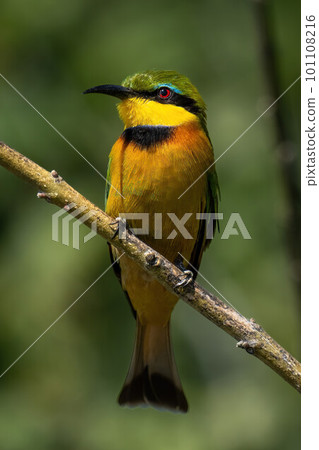 Little bee-eater on thin branch eyeing camera 101108216