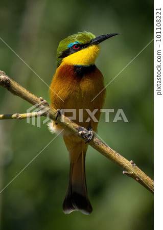Little bee-eater on thin branch lifting beak Little bee-eater on thin branch lifting beak 101108221