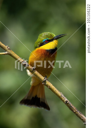 Little bee-eater on thin branch showing catchlight Little bee-eater on thin branch showing catchlight 101108222