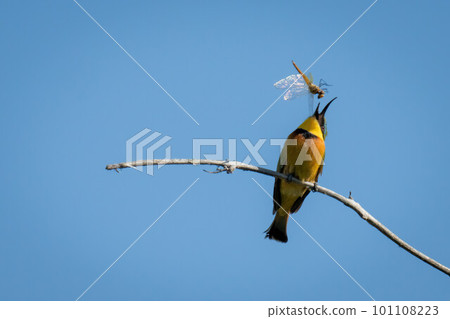 Little bee-eater on thin branch tosses dragonfly Little bee-eater on thin branch tosses dragonfly 101108223