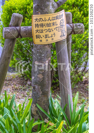日本橫濱市景，寵物散步禮儀...狗的糞便應該由主人帶走，並且狗應該拴在皮帶上。 101108250