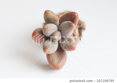 Succulent Pachyphytum Werdermannii closeup. Succulent Pachyphytum Werdermannii closeup. 101108795