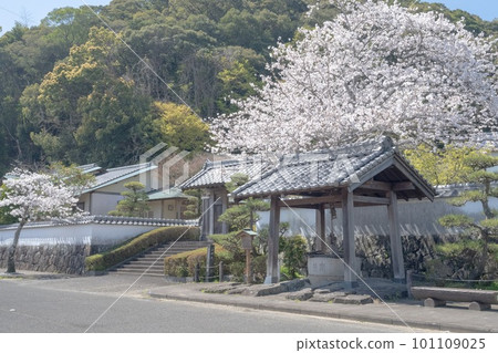 櫻花盛開的佐伯城山 101109025