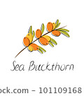 Sea buckthorn branch. Hippophae berries with leaves. Vector illustration 101109168