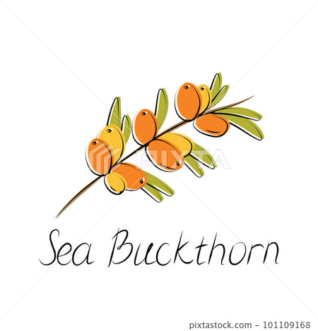 Sea buckthorn branch. Hippophae berries with leaves. Vector illustration 101109168