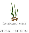 Sprouted wheat seeds. Germinated wheat icon sign. Plant illustration 101109169