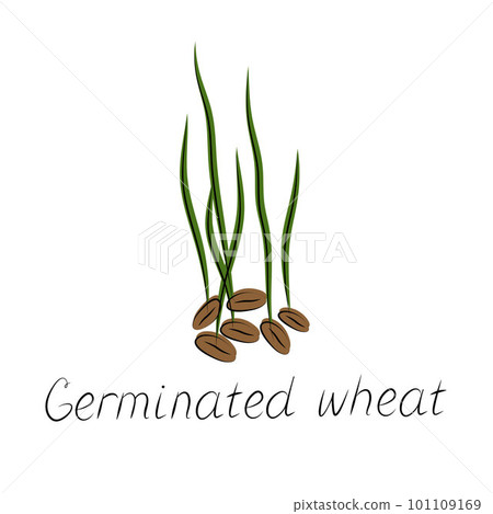 Sprouted wheat seeds. Germinated wheat icon sign. Plant illustration Sprouted wheat seeds. Germinated wheat icon sign. Plant illustration 101109169