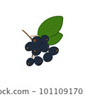 Black Rowan icon. Black mountain ash sign. Flat isolated icon. Vector illustration. 101109170