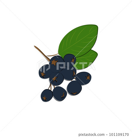 Black Rowan icon. Black mountain ash sign. Flat isolated icon. Vector illustration. Black Rowan icon. Black mountain ash sign. Flat isolated icon. Vector illustration. 101109170