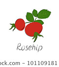 Rose hips branch. Vector ripe fruits. Rosehip or hawthorn harvest 101109181
