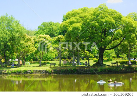A park with fresh greenery and a pond A park with fresh greenery and a pond 101109205