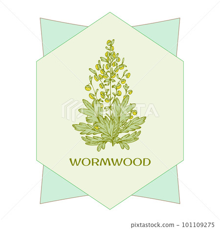 wormwood branch, wormwood flowers and leaves . Cosmetics and medical plant. Vector hand drawn illustration. 101109275