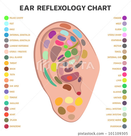 Traditional alternative heal, Reflexology ear massage points. vector chart diagram 101109305