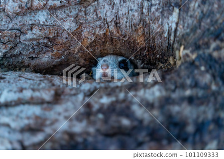 Ezo momonga從洞穴裡掏出一張臉 101109333