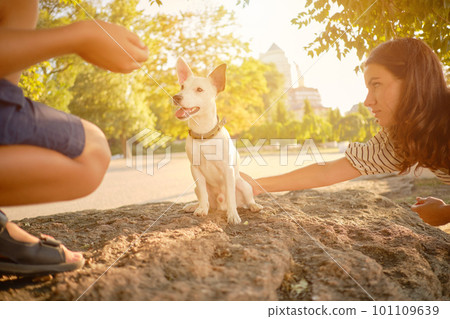 Dog Parson Russell Terrier breed is playing in green park with his owner. Summer time or beginning of autumn. Nature. Pet care and training concept. 101109639