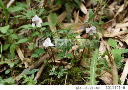 White flower White flower 101110146