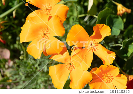 orange flower of eschscholzia in sunny weather orange flower of eschscholzia in sunny weather 101110235