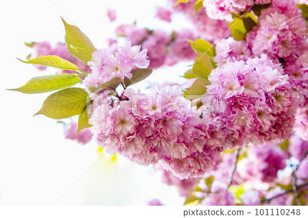 pink sakura flower on bloom spring tree pink sakura flower on bloom spring tree 101110248