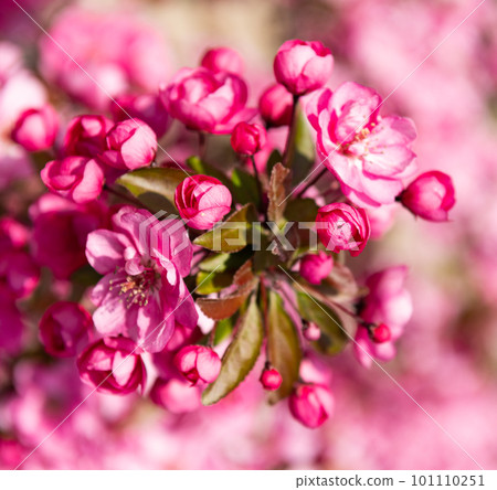 pink flower buds of blooming cherry sakura tree in spring. flowering pink flower buds of blooming cherry sakura tree in spring. flowering 101110251