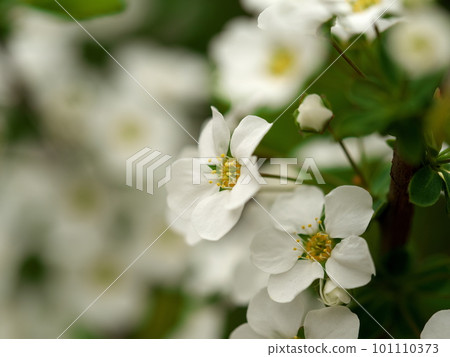 White snow willow flowers that call spring White snow willow flowers that call spring 101110373