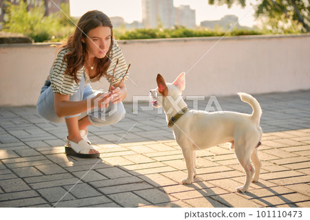 Dog Parson Russell Terrier breed is playing in green park with his owner. Summer time or beginning of autumn. Nature. Pet care and training concept. 101110473
