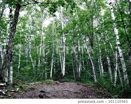 Scenery of the promenade of Norikura Kogen 101110565