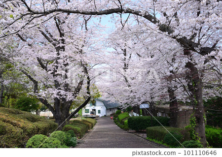 櫻花盛開的橫濱/根岸森林公園 101110646