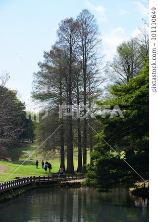 櫻花盛開的橫濱/根岸森林公園 櫻花盛開的橫濱/根岸森林公園 101110649