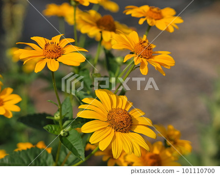 Rudobekia花了 Rudobekia花了 101110700